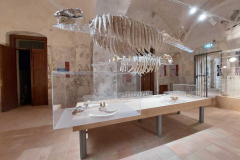 1_allestimento_Salvatori_srl_Museo_del_mare